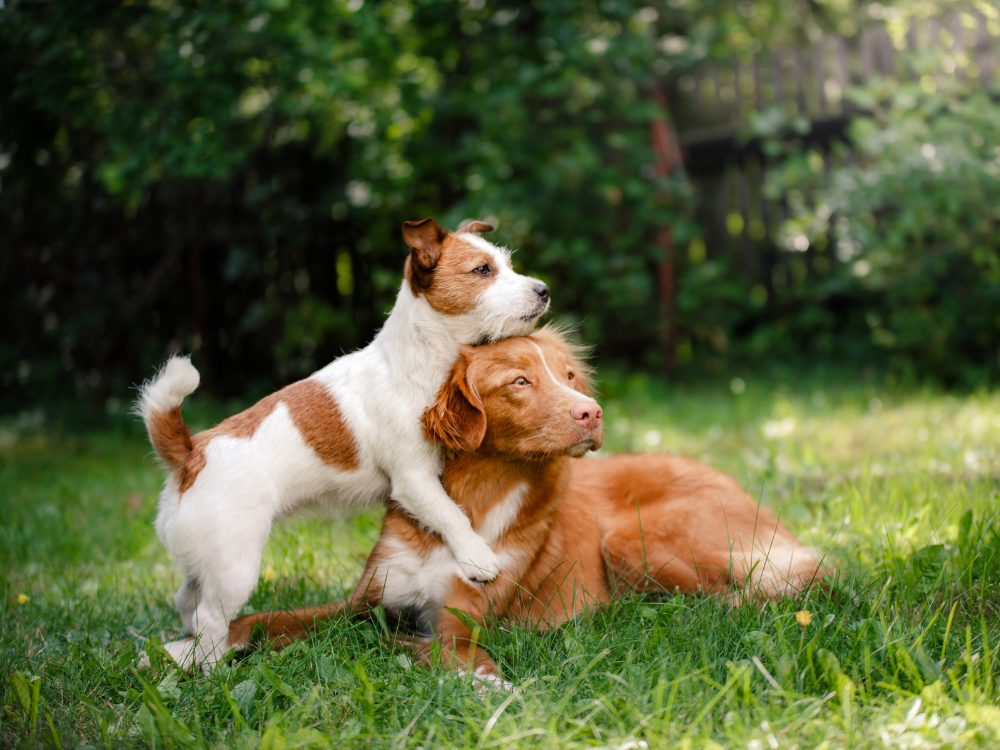 Racehund vs. blanding - hvilken hund skal du vælge?