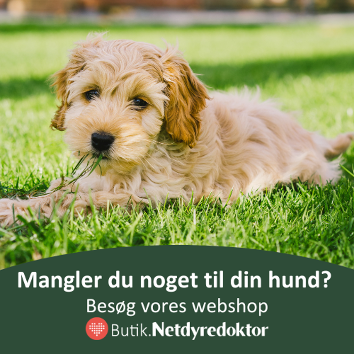 Min hund spiser afføring, hvordan stopper jeg det? | Netdyredoktor