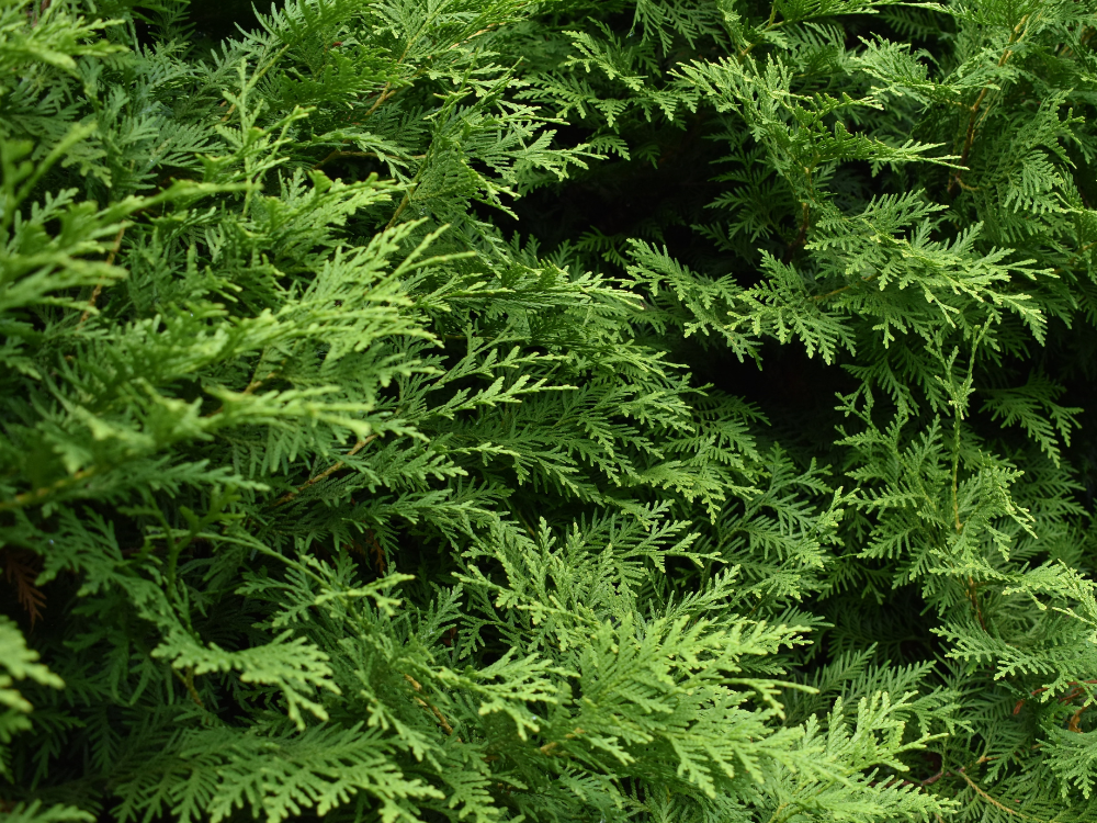 Thuja er giftig for dit dyr | Nr din hund har spist thuja