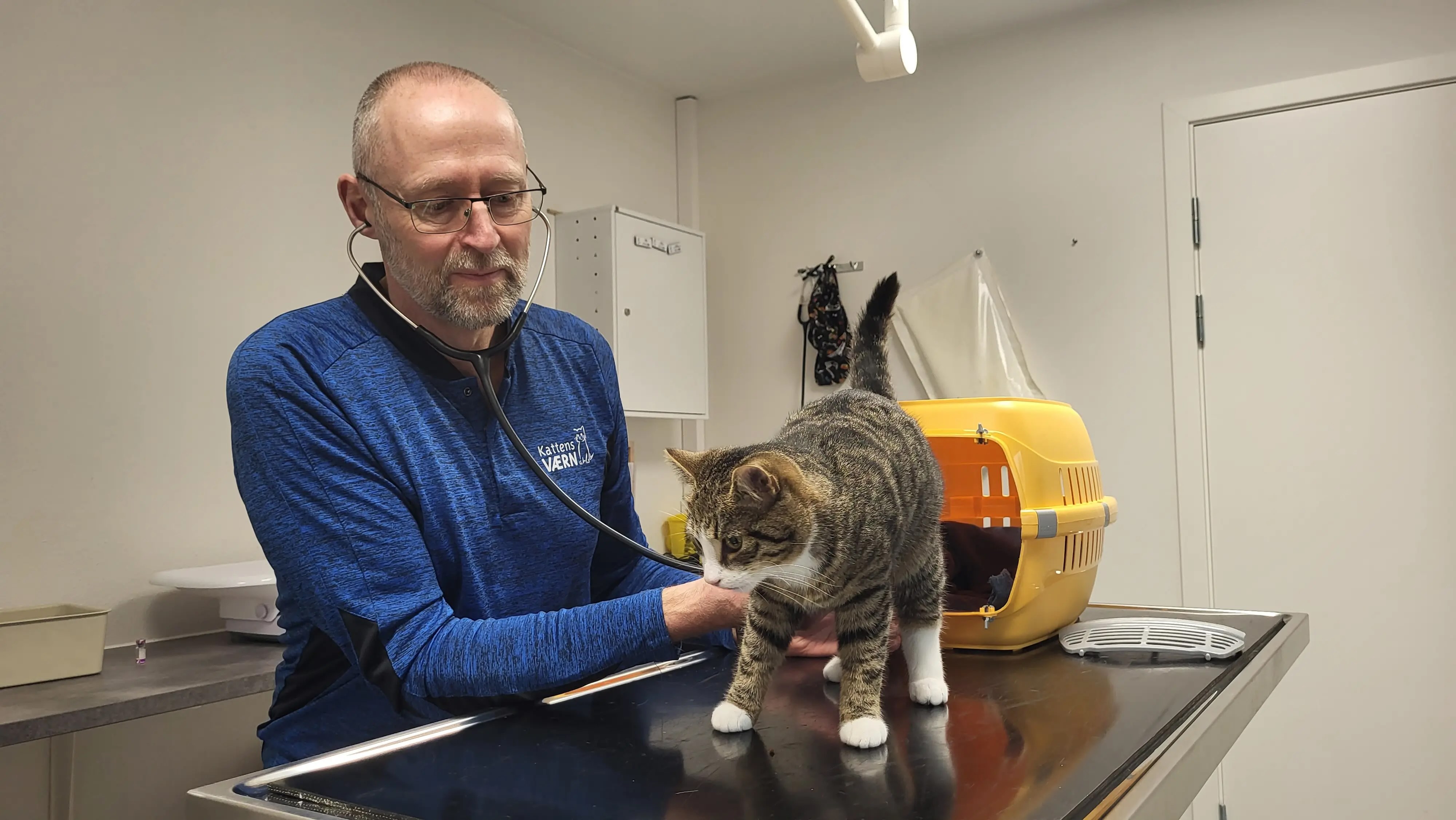 Katteklinikken Kattens Værn Billund | Specialiseret behandling af katte