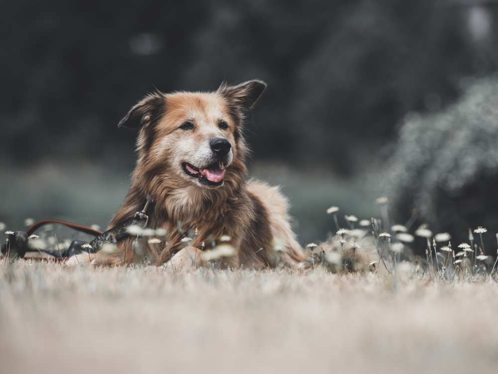 Hugormebid hos hunde │ Netdyredoktor